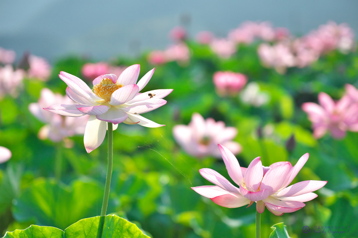 パナソニック Panasonic LEICA DG VARIO-SUMMILUX 25-50mm / F1.7 ASPH